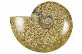 Polished Ammonite (Cleoniceras) Fossil - Madagascar #348491-1